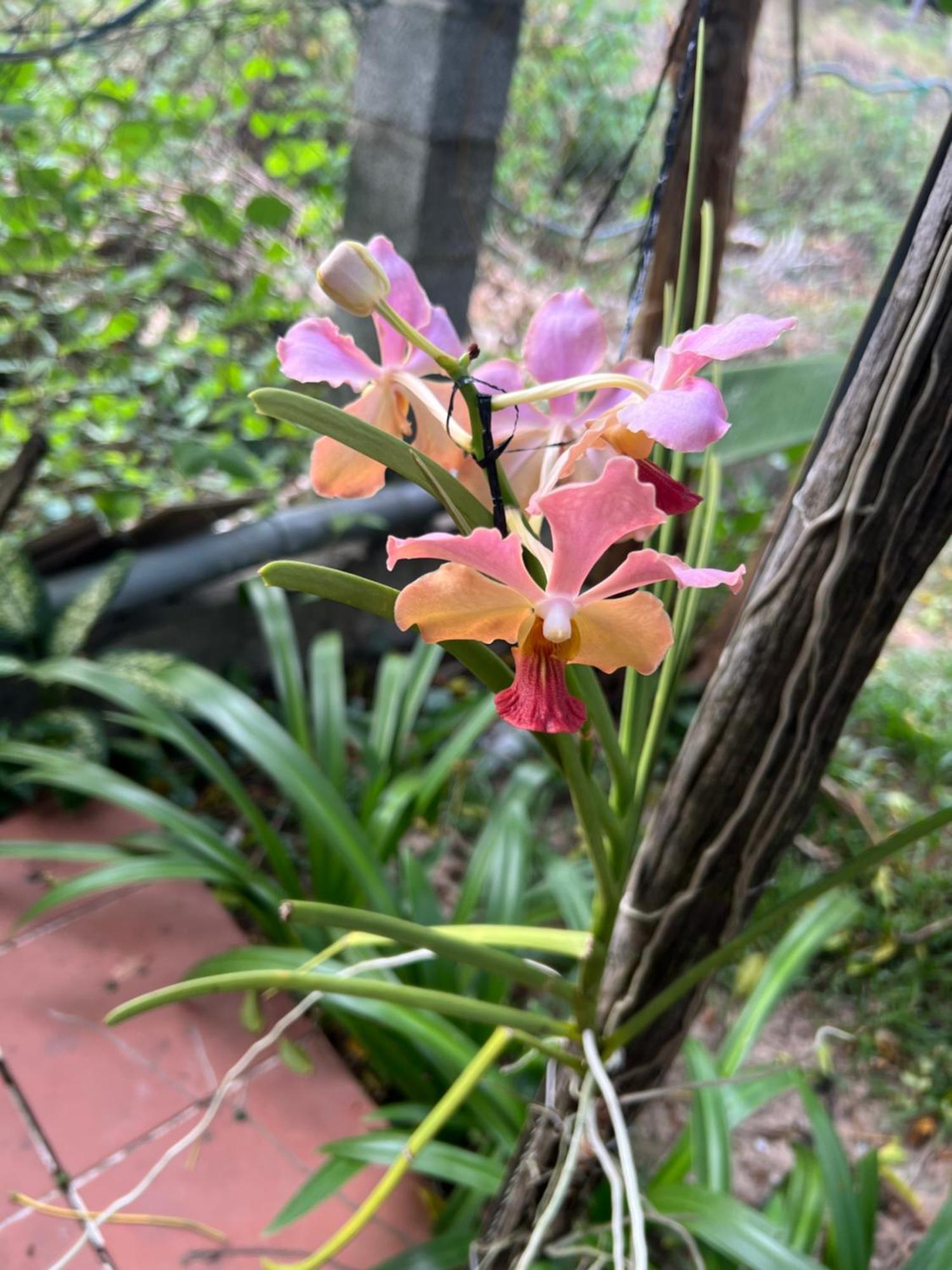 Tropical Garden Phu Quoc Apartman Kültér fotó
